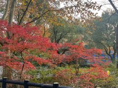 -上海佘山国家森林公园西佘山园