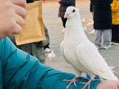 -天津妈祖文化园