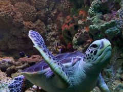 -海合安青岛极地海洋公园