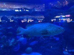 -成都浩海立方海洋公园