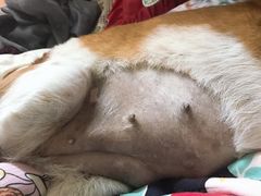 -爱侣宠医·鹦鹉专科·小型哺乳类·异宠专科(灵石路店)