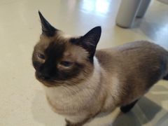 -藏猫猫咖啡主题馆(中央大道店)