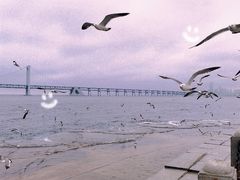 -大连星海广场音乐喷泉