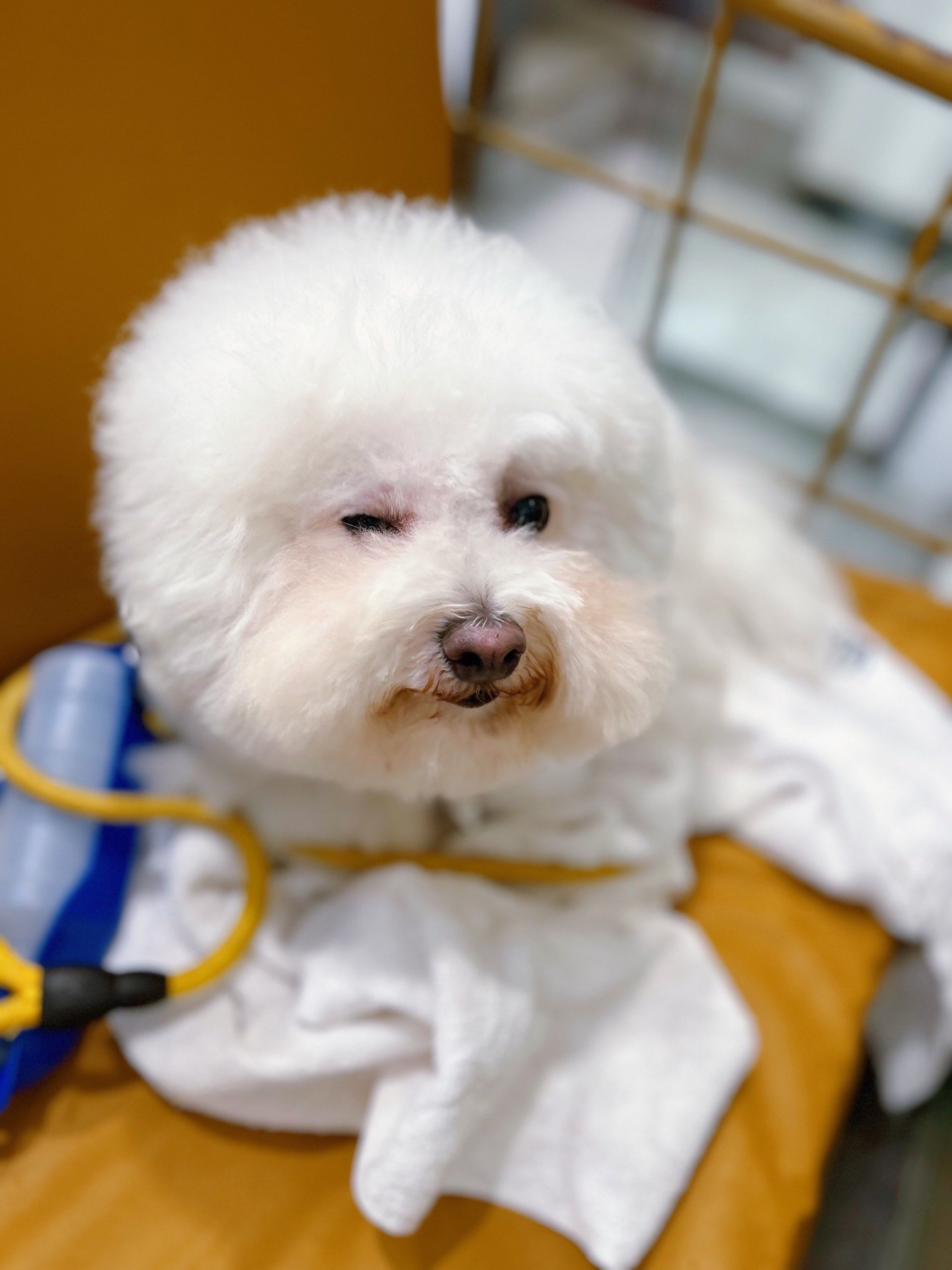 这样萌萌的小毛孩可爱的不像话了