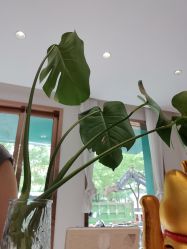 点击看大图 -Dr.林醫生产后修复·配方产康店(南京大厂店)