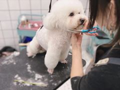 -BABIT巴比特宠物(MOMOPARK店)