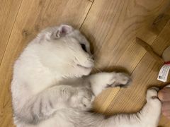 -喵zoo家庭繁育猫舍(尖东智能花园店)