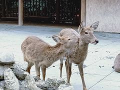 金沙鹿苑-金沙遗址博物馆