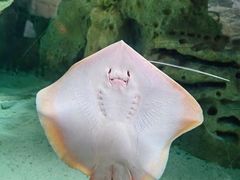 -珠海长隆海洋王国
