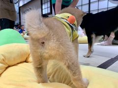 -逗柴咖啡屋·狗咖猫咖宠物桌游