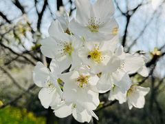-苏州上方山国家森林公园