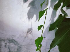 -香山公园