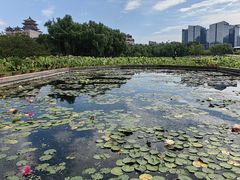 -莲花池公园