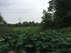 -上海长兴岛郊野公园