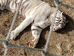 -西霞口神雕山野生动物世界