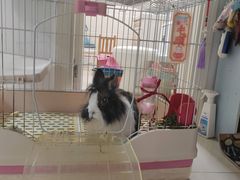 -宠物兔专门店(天丰利市场店)