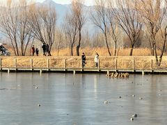 -野鸭湖国家湿地公园