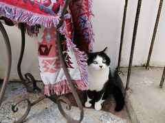 -喵屿·大理花园猫咖