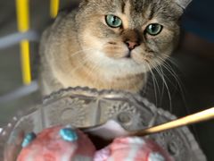 -喵屿·大理花园猫咖