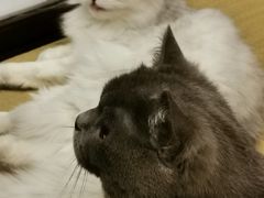 -逗柴咖啡屋·狗咖猫咖宠物桌游