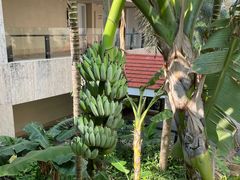 -蜈支洲岛珊瑚酒店临海阁中餐厅