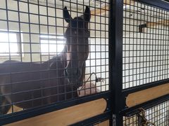 -北京群众马术培训基地