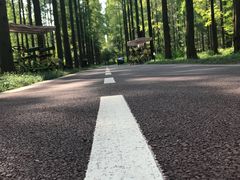 -黄海国家森林公园