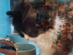 -FAELING PETS美天灵宠物(合生汇店)