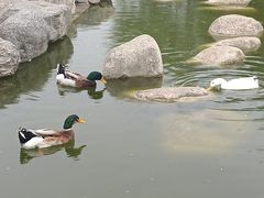 -莲湖公园