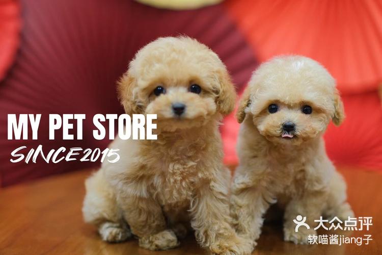 my宠集贵宾犬·泰迪 06香槟色dd/-大众点评
