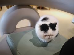 -藏猫猫咖啡主题馆(中央大道店)