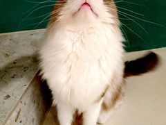 -飞行喵MR PILOT|猫舍·猫咖(静安大融城店)