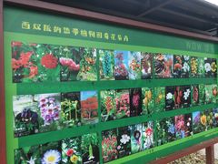 -中国科学院西双版纳热带植物园
