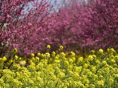-南汇桃花村