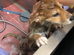 -创凡宠物医院·骨专科  猫科中心(西乡分院)