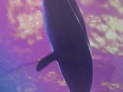 -大连圣亚海洋世界