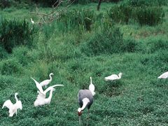 -普洱太阳河森林公园