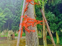 -武陵山森林公园