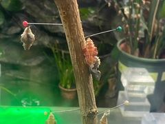 -上海大自然野生昆虫馆