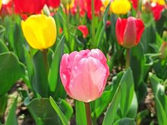 -大宁郁金香公园-停车场