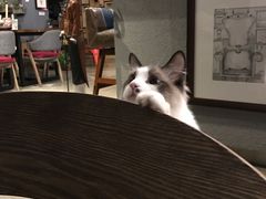 -咖法森林·咖啡  酒吧(天河店)