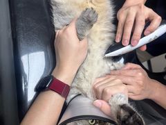 -御宝贝24h宠物医院·转诊中心·CT核磁血透中心(厦门总院)