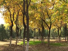 -永定河休闲森林公园