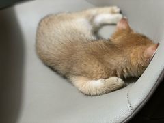 -lincat·猫舍(广州店)