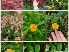 -上海辰山植物园