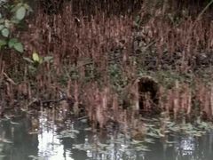 -大湾区中央湿地公园