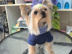 -八公叔叔宠物美容连锁(春申店)