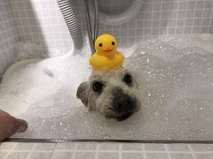 -PETKIT 小佩宠物·低压洗护·美容·寄养(安远店)