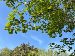 -洛阳市隋唐城遗址植物园