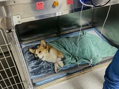 -谐和贝康宠物医院24小时·宠保定点(急重症转诊中心)